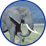 Stark wie ein Elefant